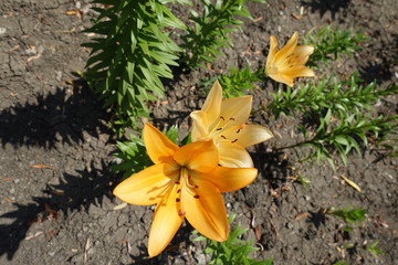 Orange flowers of lilies in the garden