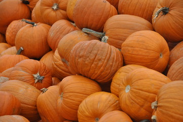 pumpkins for sale at the market