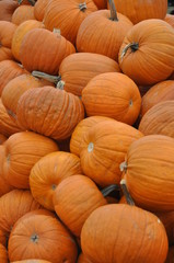 pumpkins and gourds
