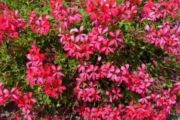 Plenty of pink flowers of ivy leaved pelargonium