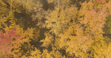 Aerial top view over yellow golden birch forest in autumn