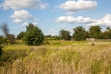 tree in the field