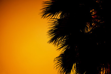 Fototapeta na wymiar Silhouette of palm trees at orange sunrise or sunset