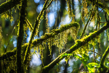 Moss in Doi Inthanon Rainforest, Chiang Mai, Thailand