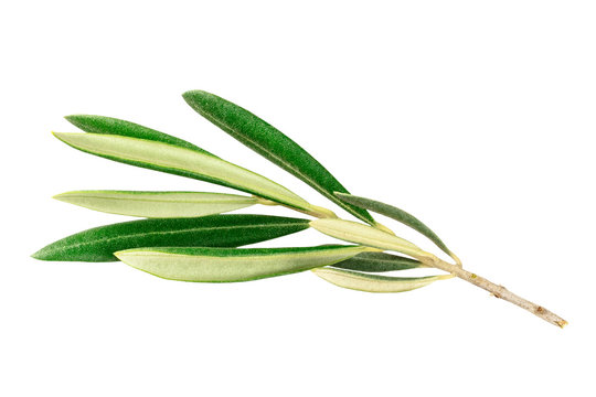 A photo of a vibrant green olive tree branch, isolated on a white background with a clipping path