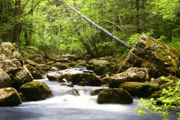 Mountain river among the forest and stones. Wild forest. - 229168667