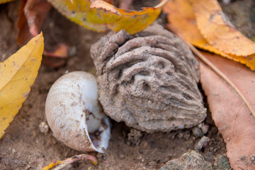 Peach pit on the ground surrounded with autumn leaves and a dead snail