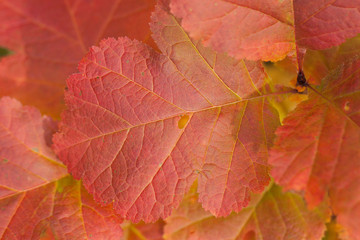 beautiful bright red foliage on a tree branch in an autumn park or forest