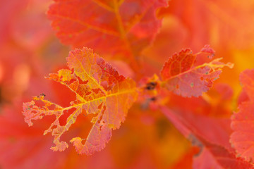 beautiful bright red foliage on a tree branch in an autumn park or forest