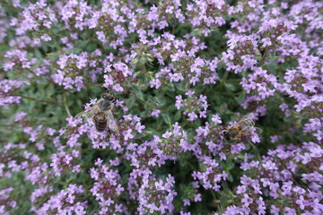 Obraz premium Close shot of mauve flowers of Thymus praecox