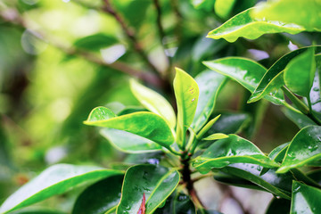 Tree leaves with sunlight.