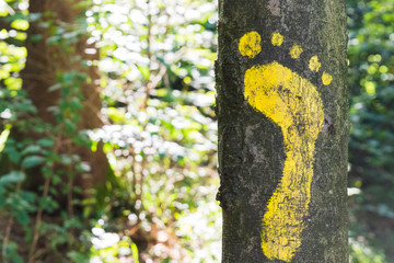 Yellow footprint signs on a tree in the forest for pedestrian. Symbol of walkway.