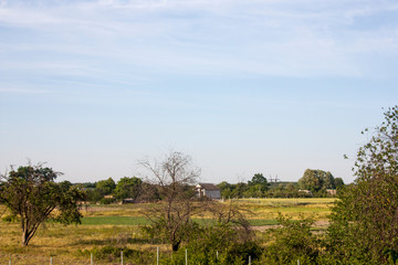 landscape with trees and blue sky