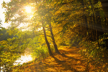 Autumn in the forest with leaves path illuminated with warm sun beams
