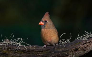 Female Cardinal