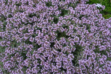 Lots of mauve flowers of Thymus praecox