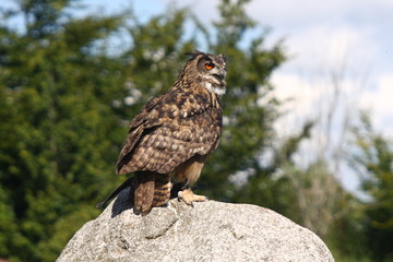 Eule