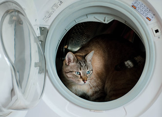 Bengal snow cat inside washing machine - obrazy, fototapety, plakaty