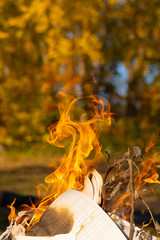 Autumn background with yellow trees and a fire of campfire