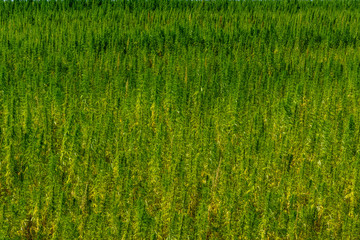 Backdrop of the ripe medical cannabis plant