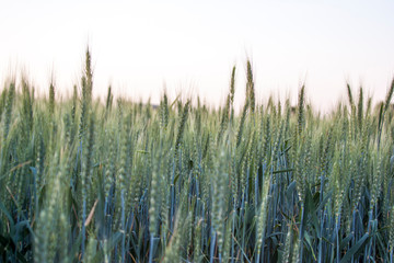 Fototapeta premium wheat