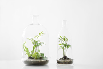 Few green plants in pots protected by a glass dome bottle on a white background.