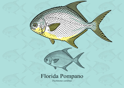 Florida (Common) Pompano. Vector illustration with refined details and optimized stroke that allows the image to be used in small sizes (in packaging design, decoration, educational graphics, etc.)