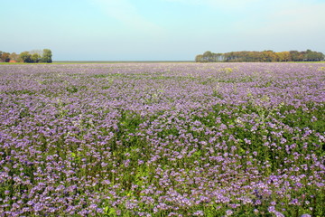 Field with purple flowers (phacelia) as green injector and bee food at Usquert. The Netherlands