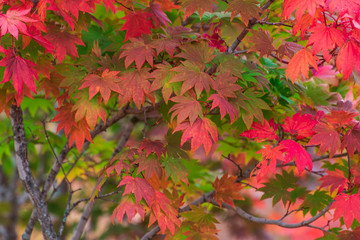 山地の紅葉