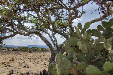 PE&Ntilde;A DEL AIRE HIDALGO ARBOL DESIERTO NOPAL ESPINAS 
