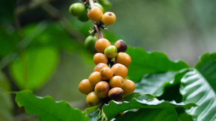 The tree Arabica coffee  its result of it is called cherries they are starting to ripen so there are colors red yellow green mingle on a branch and green leaves look natural to look beautiful.
