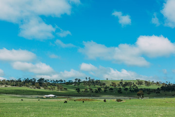 landscape with green field and blue sky