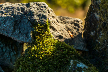 Mousse sur pierres