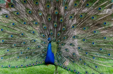 Fotobehang Pavoreal azul plumas  © ClicksdeMexico