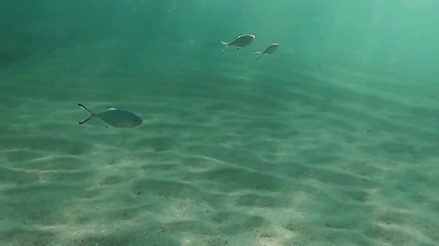 scuba diving underwater fish