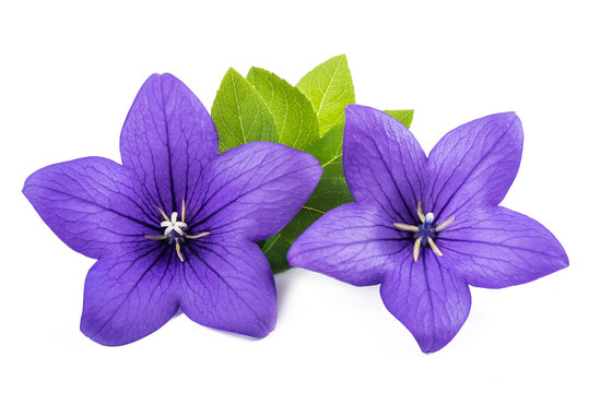 Chinese Bellflower