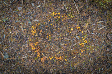 ring of small orange mushrooms, is known in european folklore as fairy or elf circle