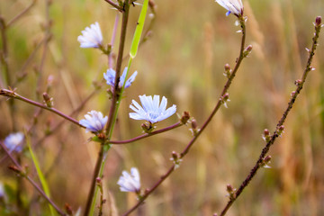blue flowers