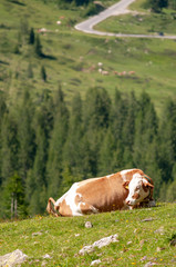 Fototapeta na wymiar Cows resting on a mountain meadow in the Italian Dolomites on a summers Afternoon