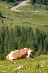 Cows resting on a mountain meadow in the Italian Dolomites on a summers Afternoon