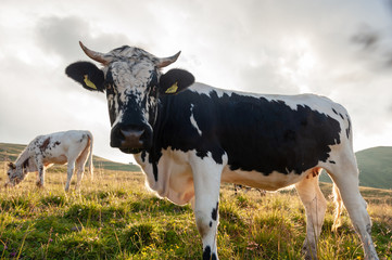 A witrik Cow in the Italian Dolomites near the Giau Pass.