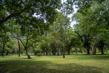 Fototapeta na wymiar natural green fresh park.
