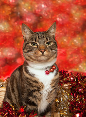 Tabby and white Cat sitting upright among Christmas decorations, wearing three red bells on her collar