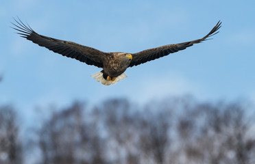 Adult White tailed eagle in flight. Mountainbackground. Scientific name: Haliaeetus albicilla, also known as the ern, erne, gray eagle, Eurasian sea eagle and white-tailed sea-eagle.