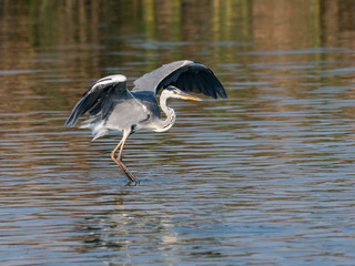 Grey Heron with Open Wings Fishing on the Pond