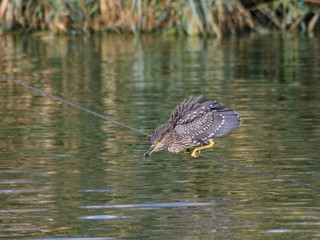 Juvenile Black-crowned Night Herons Sitting on Wire Rope and Fishing