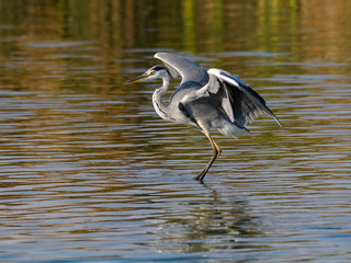 Grey Heron with Open Wings Fishing on the Pond