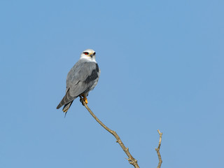 Black-winged Kite Portrait on Blue Sky