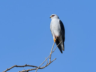 Black-winged Kite Portrait on Blue Sky