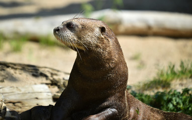 nutria